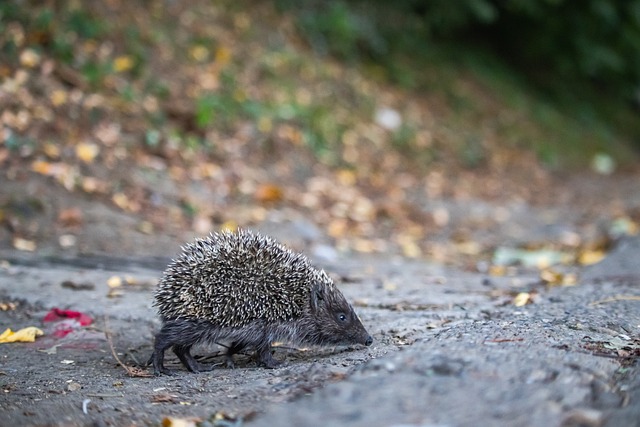 果的重要性 果的重要性