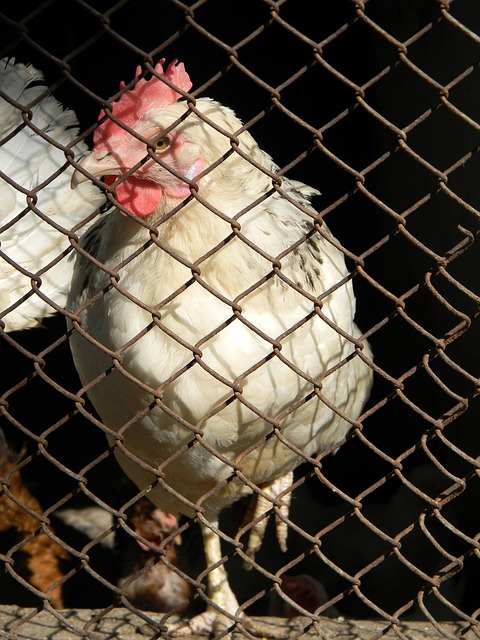 心理建設 心理建設